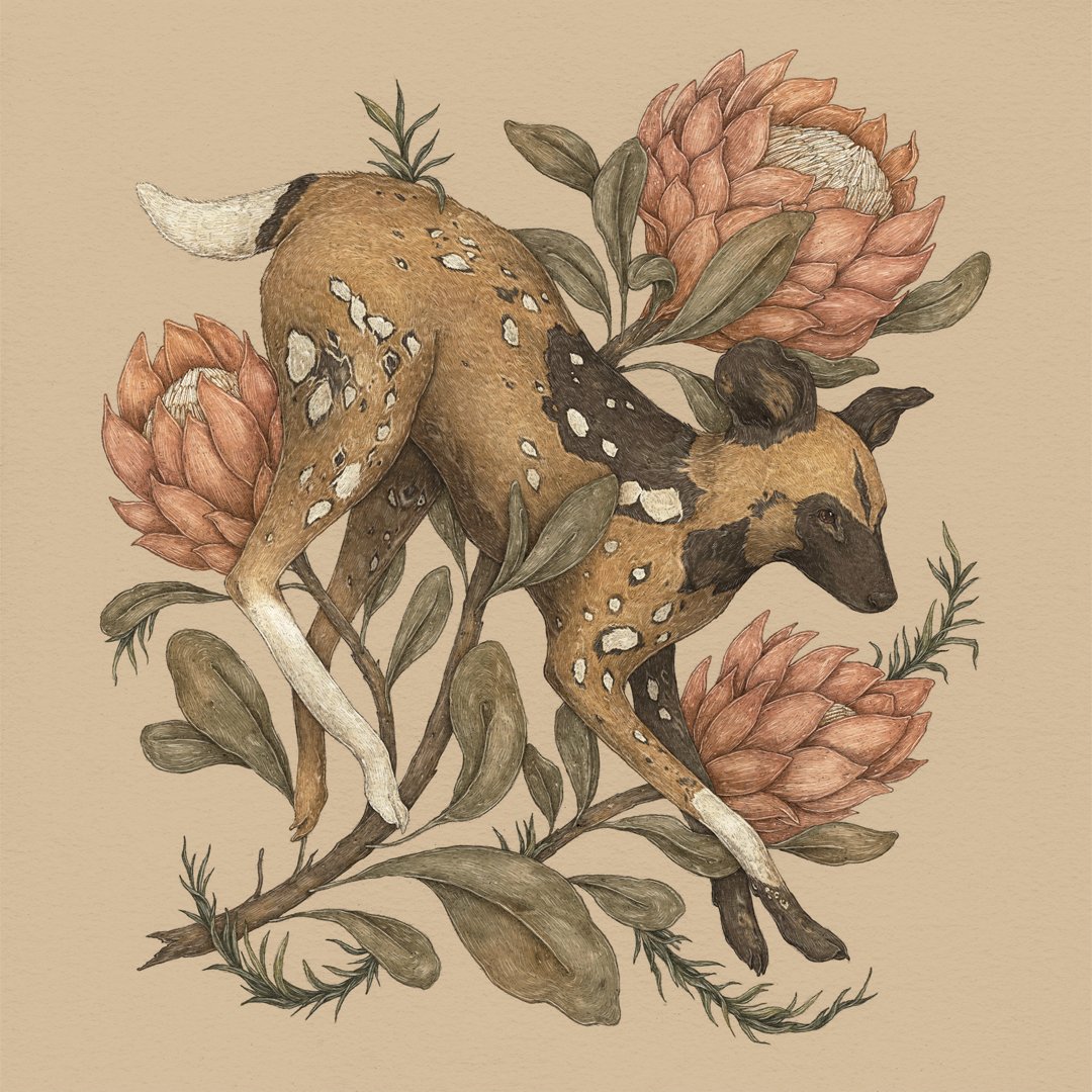 Jessica Roux: African Wild Dog
