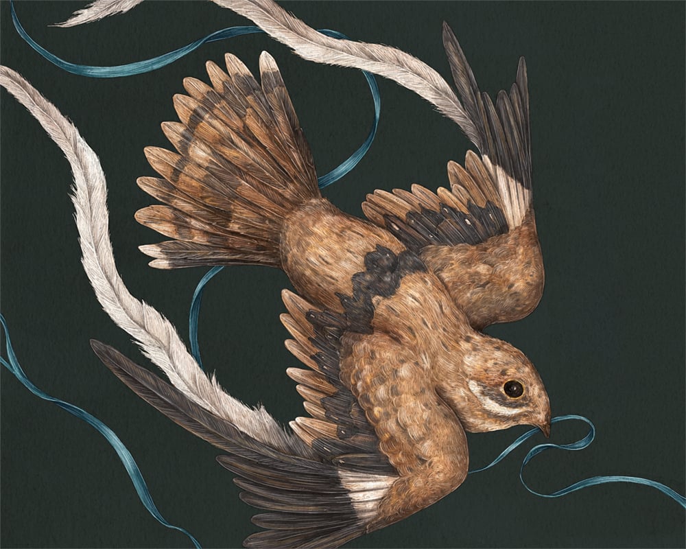 Jessica Roux: Nightjar Print