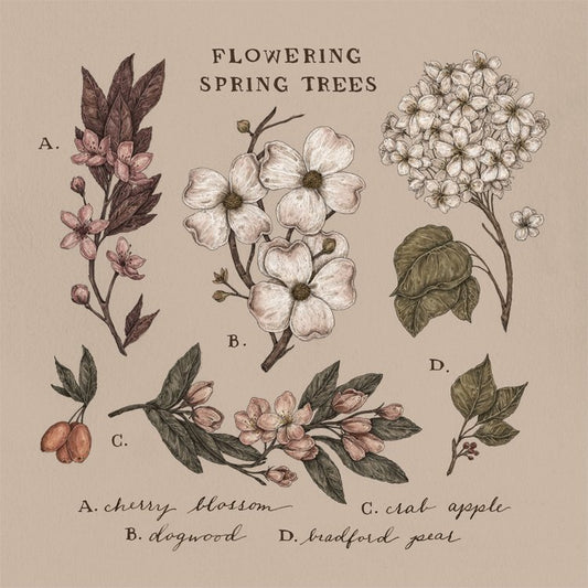 Jessica Roux: Flowering Spring Trees